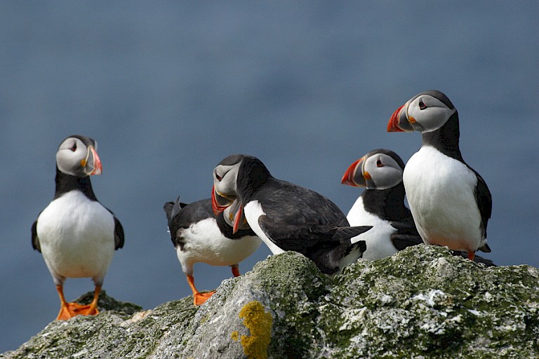 Atlantische papegaaiduikers broeden in grote aantallen op de eilanden van Schotland en de Færøer.