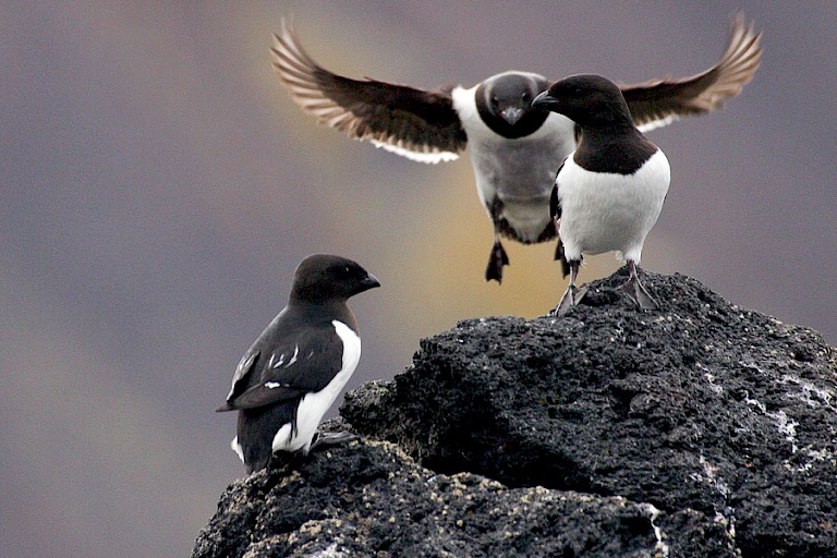Kleine alken op Jan Mayen.