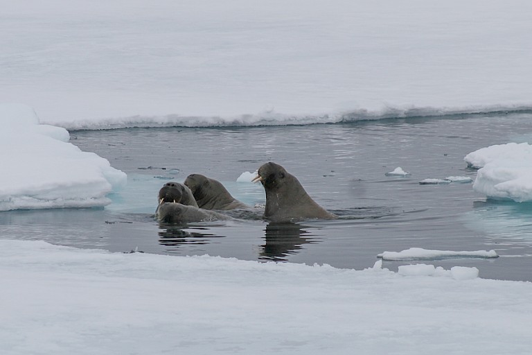 Walrussen