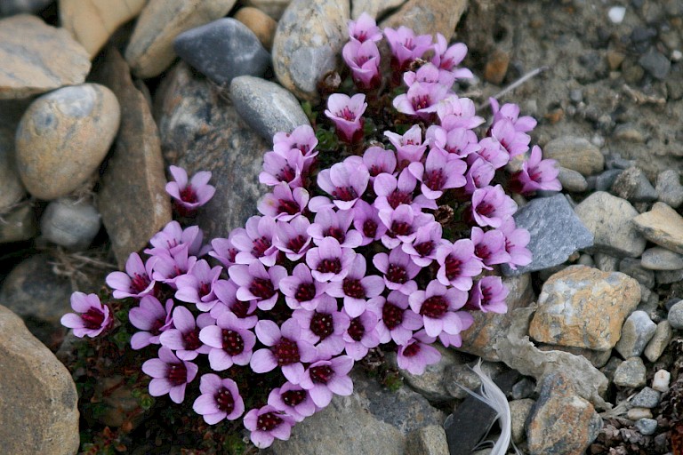 Zuiltjessteenbreek.