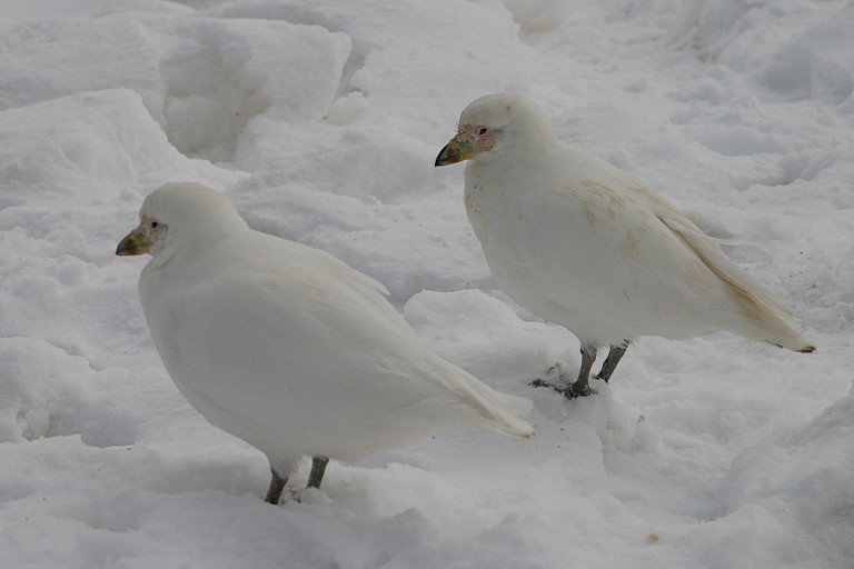 Zuidpoolkippen op de sneeuw.