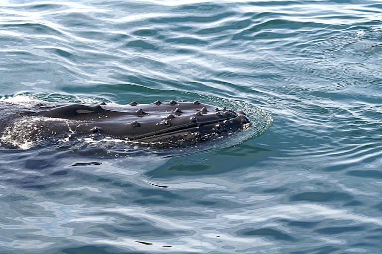 Kop van een Bultrug dichtbij het schip.
