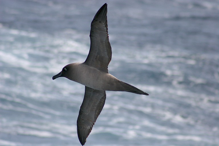 Roetkopalbatros op de Drake Passage.