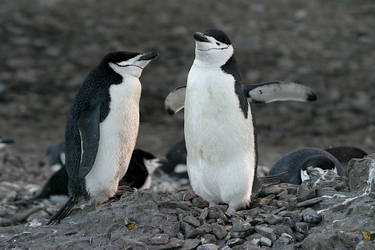 Kinbandpinguïns.