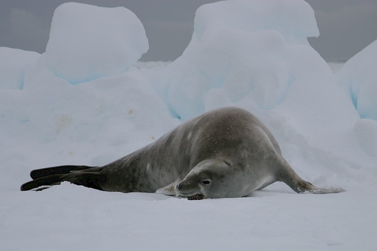 Krabbeneter op een ijsschots.