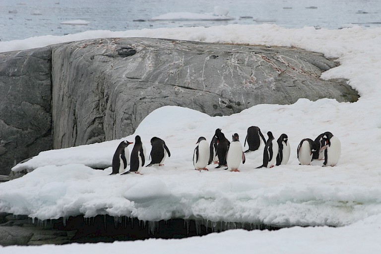 Ezelspinguïns poetsen hun veren nu ze weer aan land zijn.
