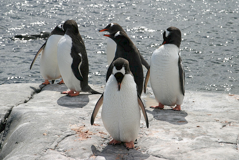 Groepje Ezelspinguïns.