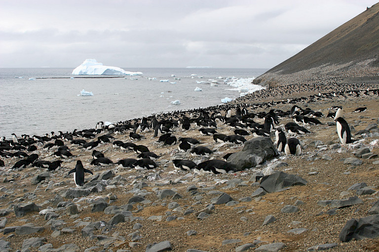 Adéliepinguïnkolonie op Devil (Antarctica).