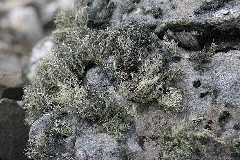 Mossen groeien weelderig op de South Shetlandeilanden.