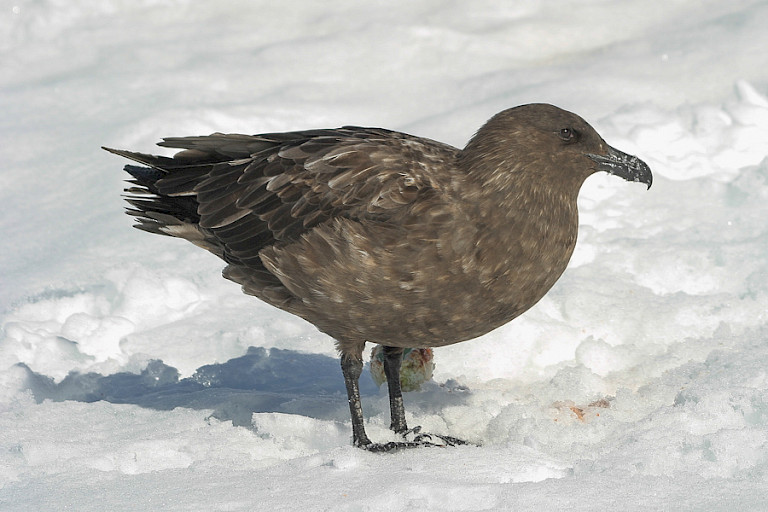 Subantarctische grote jager.