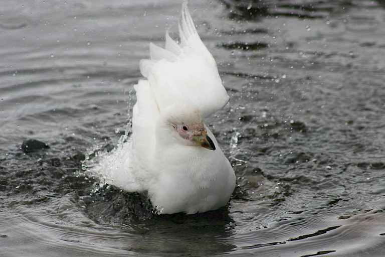 Badderende Zuidpoolkip.