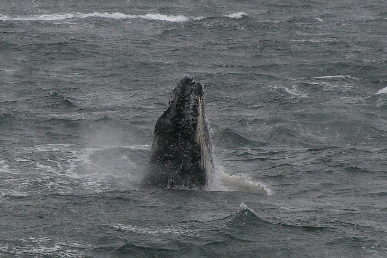 Spyhoppende Bultrug.