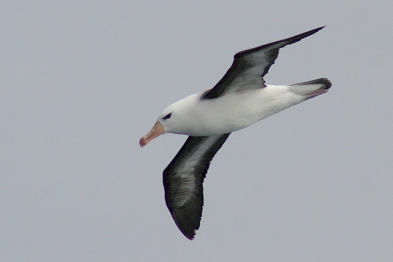 Wenkbrauwalbatros, Drake Passage op weg naar Antarctica.