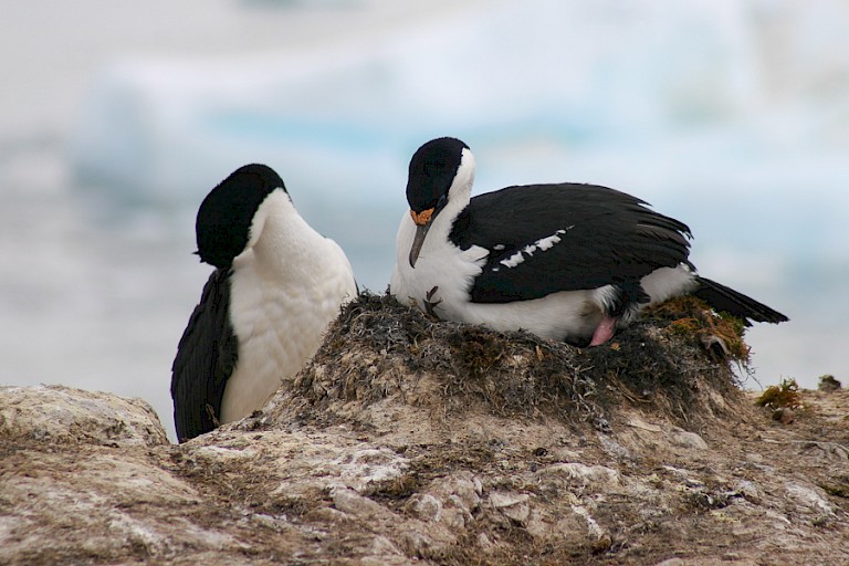 Keizersaalcholvers op Petermann.