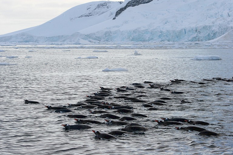 Groep zwemmende Ezelspinguïns.