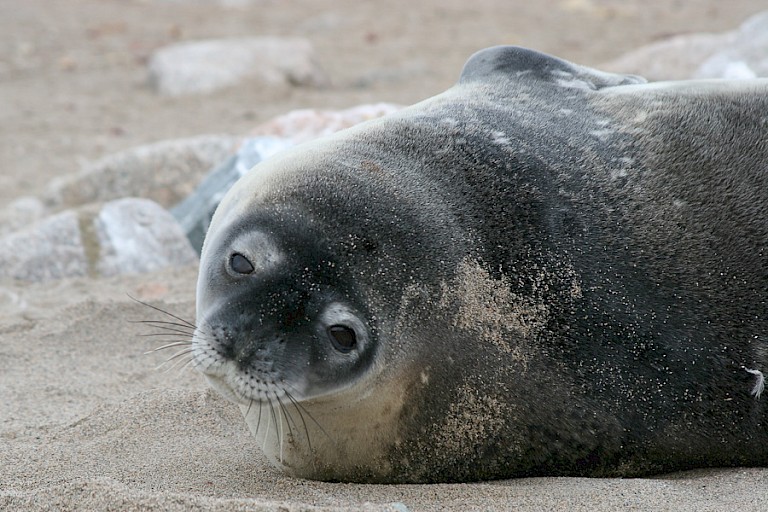 Jonge Weddellzeehond.