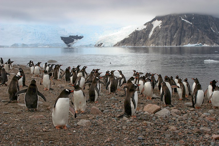 Ezelspinguïns bij Rongé.