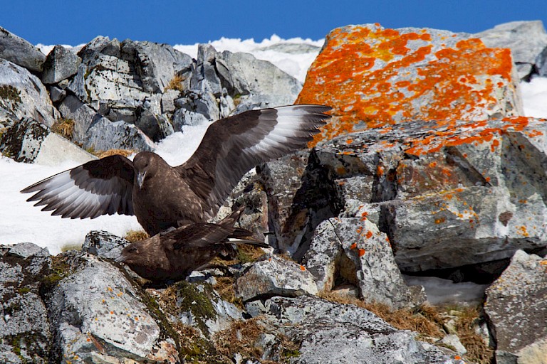 Paar Subantarctische jagers op Cuverville.