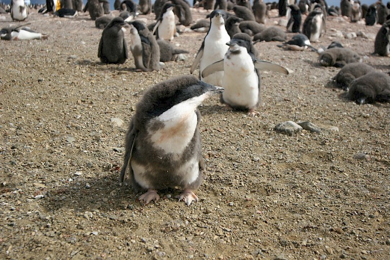 Adéliepinguïnkuikens op Aicho.