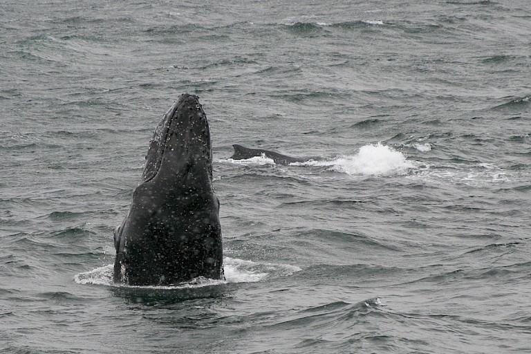 Spi-hoppend Bultrugkalf, moeder zwemt op de achtergrond.
