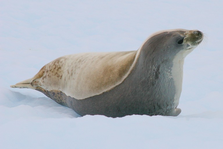 Krabbeneter op een ijsschots.