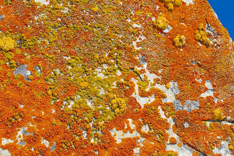 Korstmossen op Cuverville.