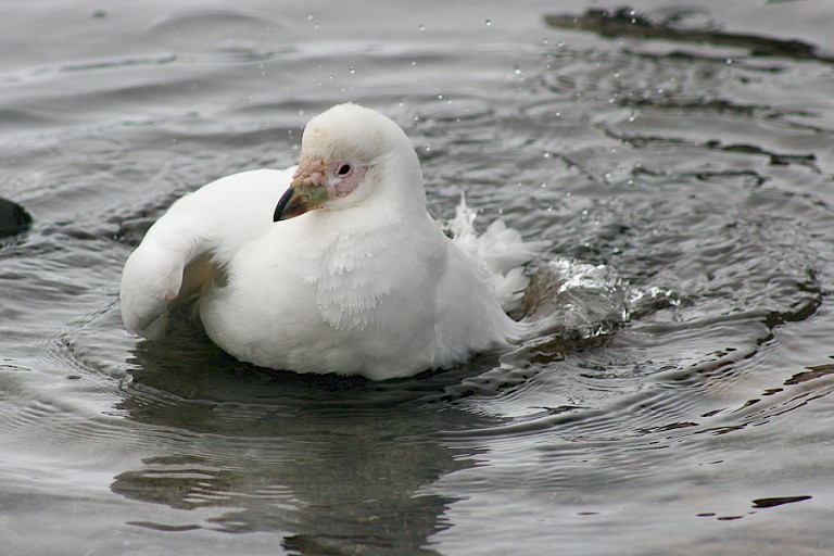 Badderende Zuidpoolkip.