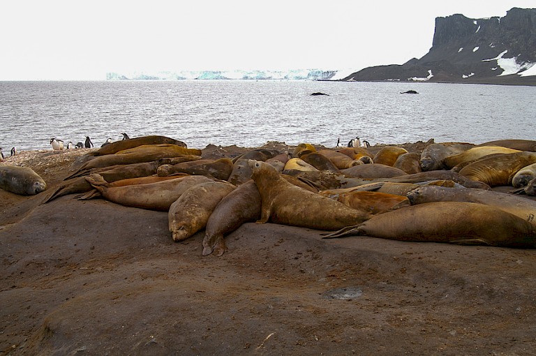 Zeeolifanten liggen graag in groepen bijeen op het strand.