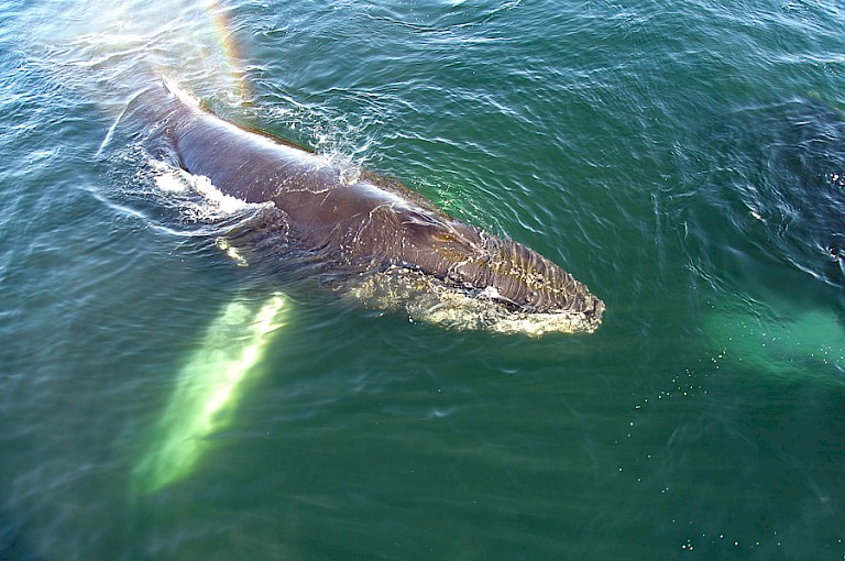 Een nieuwsgierige Bultrug.