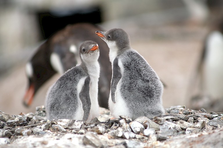 Jonge Ezelspinguïns op Cuverville.