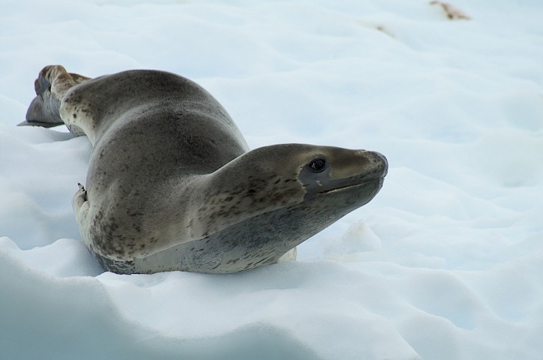 Het Zeeluipaard is een van de weinige roofdieren bij Antarctica.