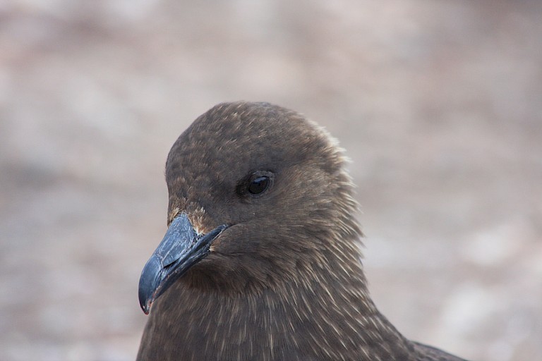 Zuidelijke grote jager.