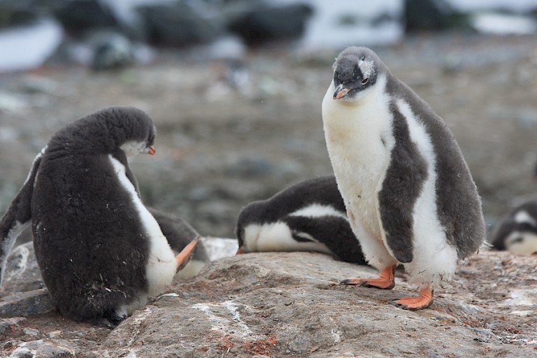 Bijna volgroeide Ezelspinguïnkuikens.