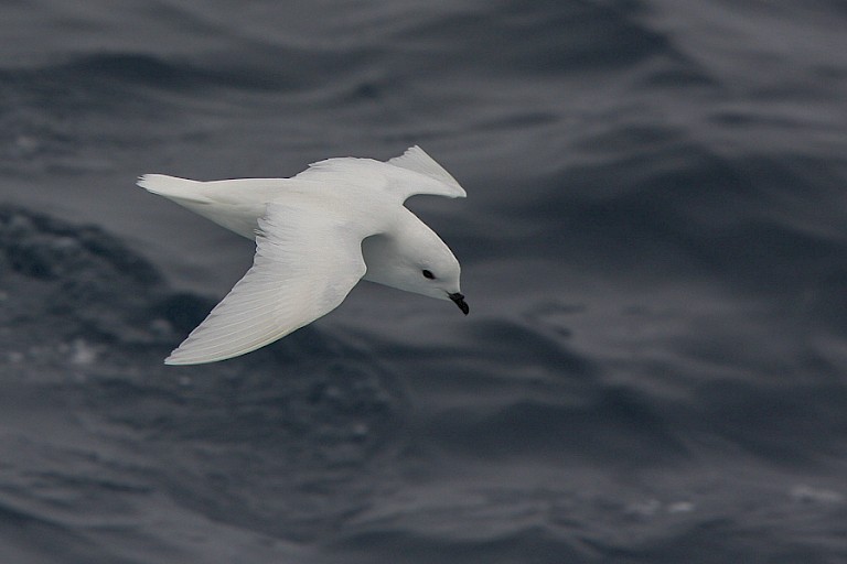 Sneeuwstormvogel.