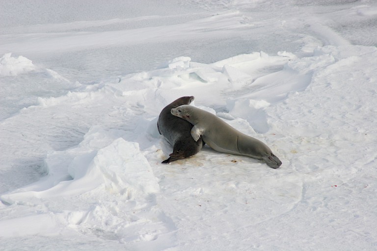 Krabbeneters op het ijs.