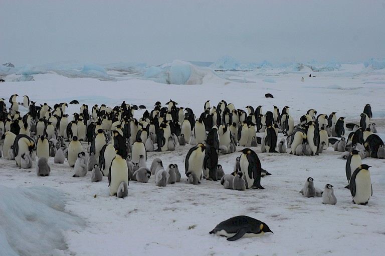 Keizerpinguïnkolonie.