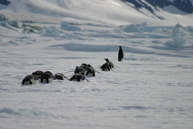 Keizerspinguïns onderweg.