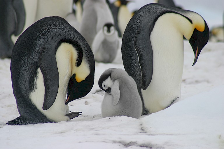 Keizerspinguïns, ouders met een kuiken.