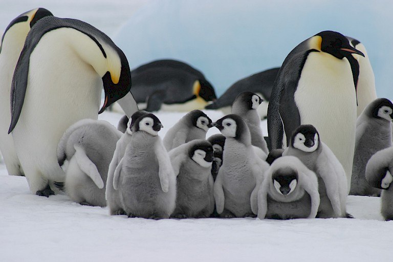 Keizerspinguïns en groepje kuikens.