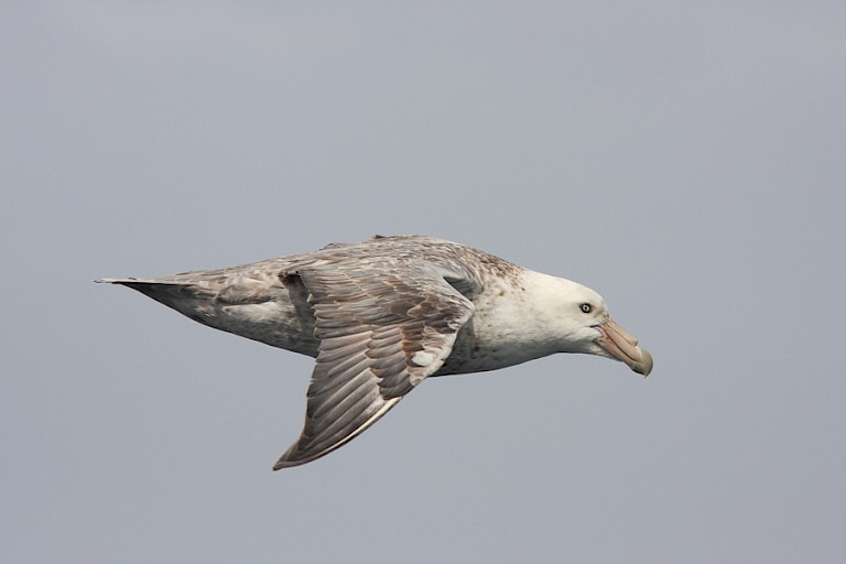 Zuidelijke reuzenstormvogel