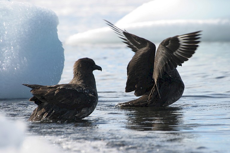 Antarctische grote jagers.