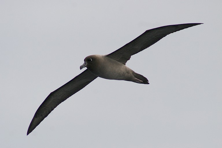 Reuzenstormvogel.