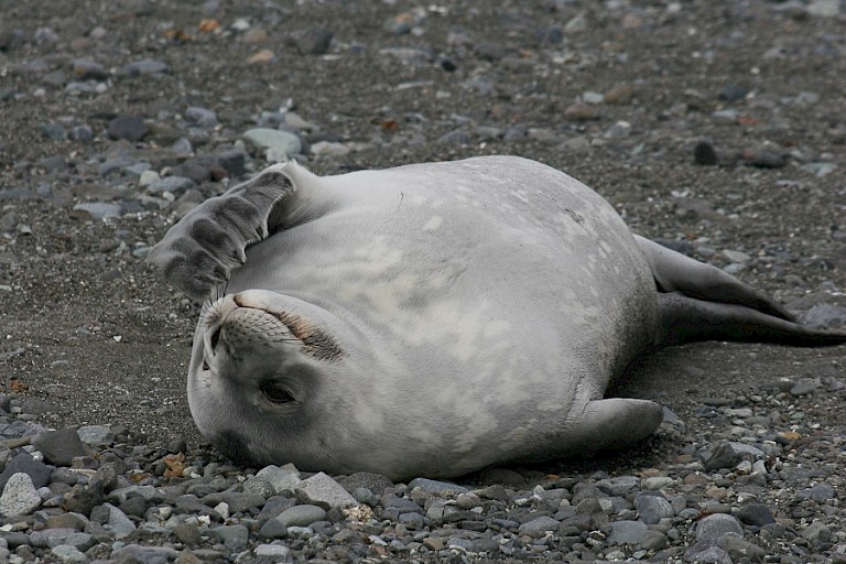 Weddellzeehond.