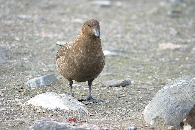 De Subantarctische grote jager is veel in de omgeving van een pinguïnkolonie te vinden.