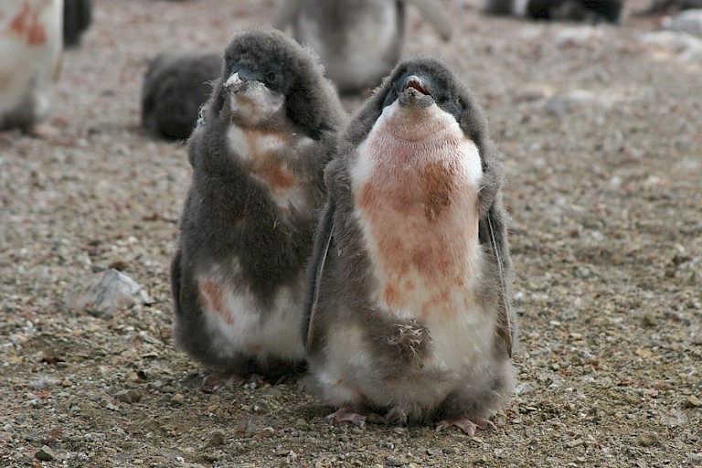 Adéliekuikens eind januari.