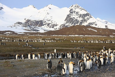 Koningspinguïns op South Georgia. Zeilreis met de bark Europa "South Georgia en Antarctica".