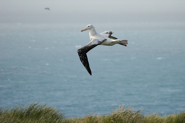 Reuzenalbatros bezig met de landing op Prion (South Georgia).