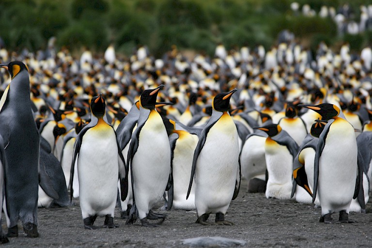 Koningspinguïnkolonie Gold Harbour (South Georgia).