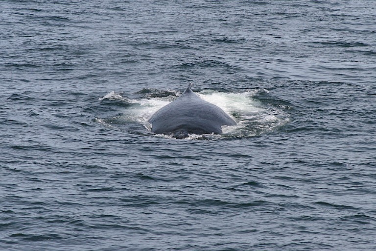 Onderweg naar South Georgia ontmoeting met een Bultrug.