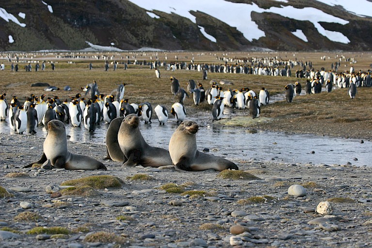 Pelsrobben en Koningspinguïns op Salisbury Plain (South Georgia).